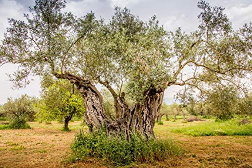 Ancient Foods Keros Organic Extra Virgin Olive Oil Cold Pressed β Greek EVOO, High Polyphenol Olive Oil from 1000 Year Old Trees from Greece β Ideal for Cooking, Salads & Gourmet Dishes β 101oz (3L)