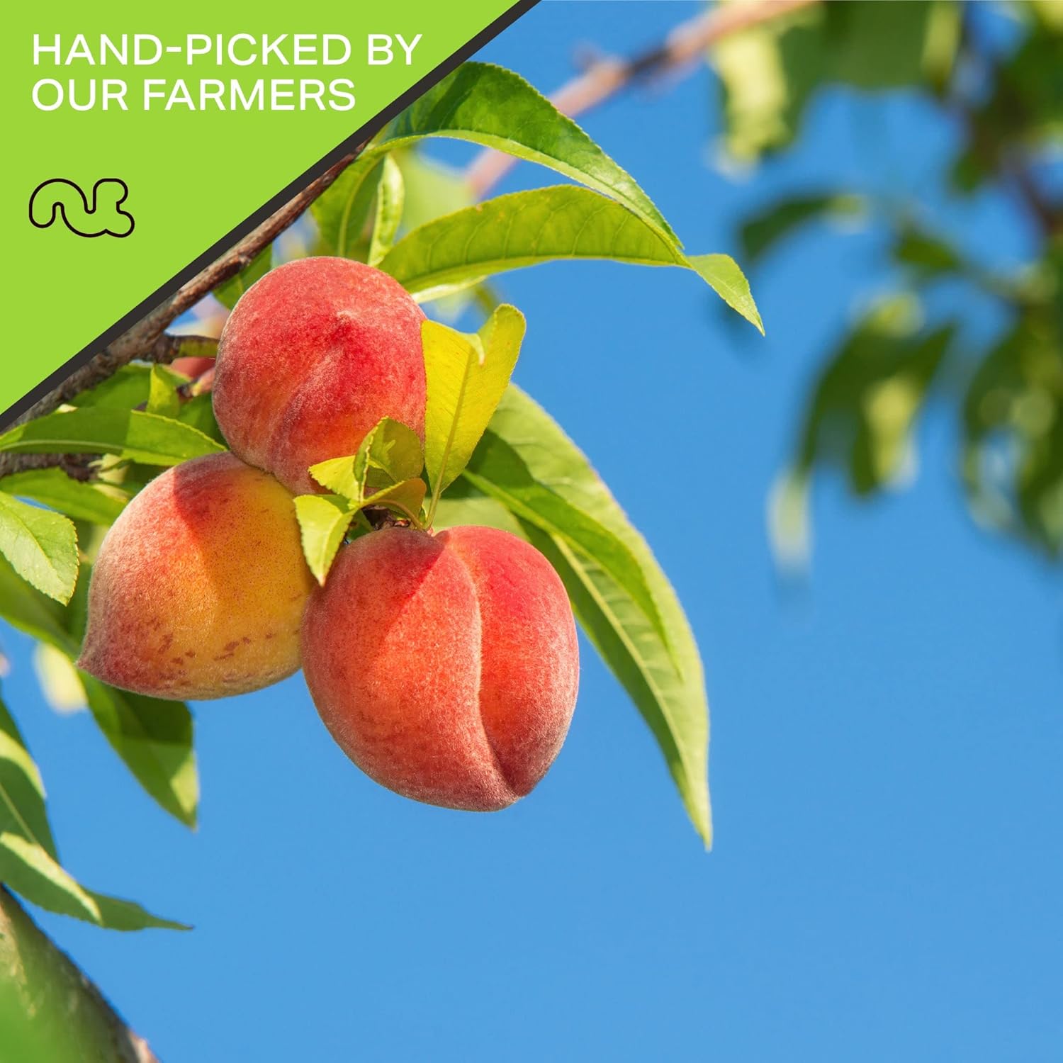 NUT CRAVINGS - Dried California Peaches, No Sugar Added, Unsweetened (16oz, 1 LB) Sweet Healthy Snack, Vegan, Kosher, Resealable Bag