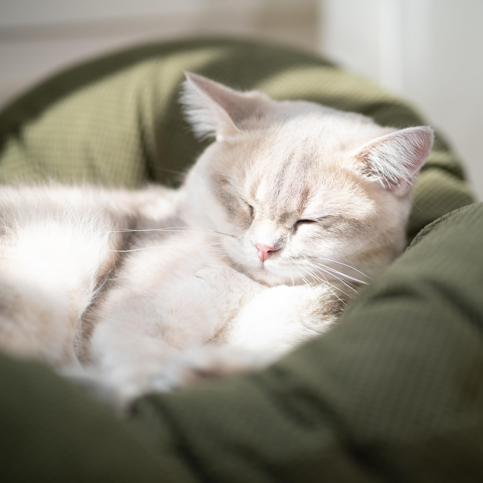 CheerPals Erhöhtes Katzenbett Blumenform, 55cm L&W Großes Katzensofa, Stilvoll Katzenstuhl mit Hochelastischer Weich Kissen, Katzenmöbel zum Schlafen für Alle Katze