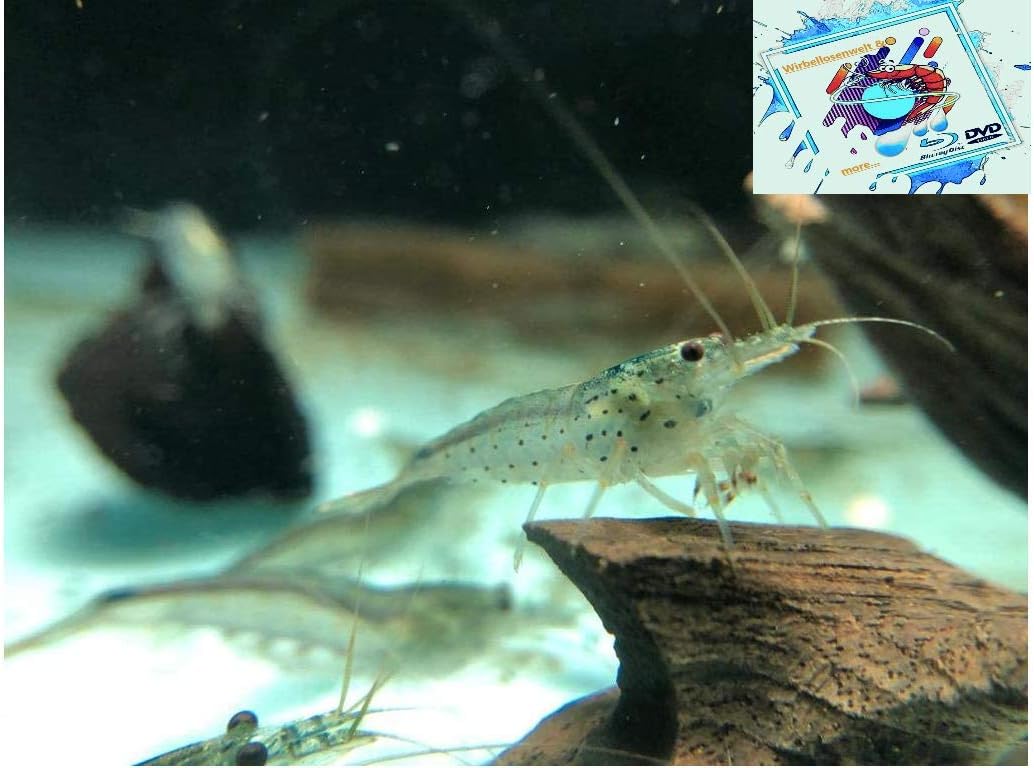 Amano Garnele Caridina multidentata 2-4 cm 10x