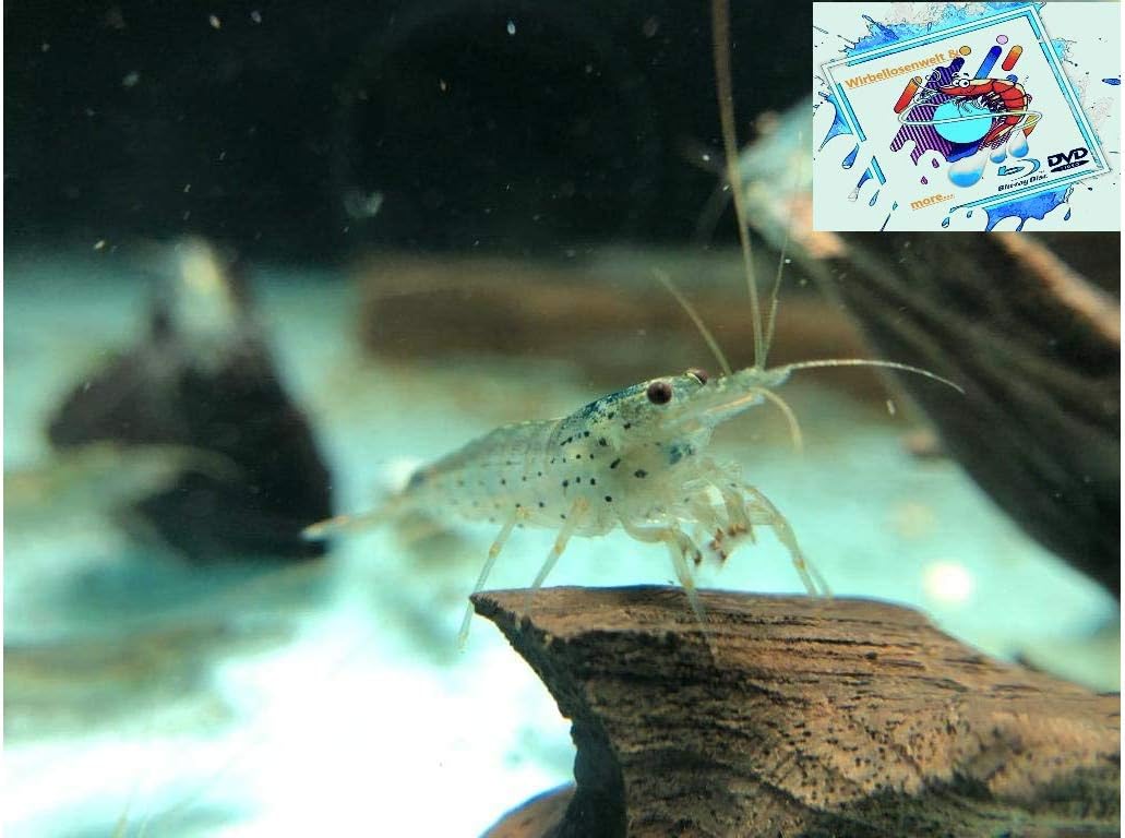 Amano Garnele Caridina multidentata 2-4 cm 10x