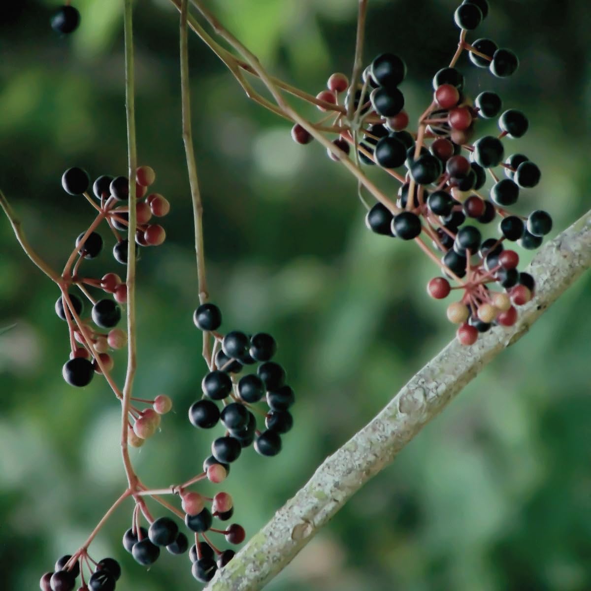 Certified USDA - 100% Organic Dried Elderberries - 1lb Bulk - Non-Irradiated, Non-GMO, Wild Harvest, Whole Black Elderberry Immune Support - Raw Vegan Sambucus 1 Pound