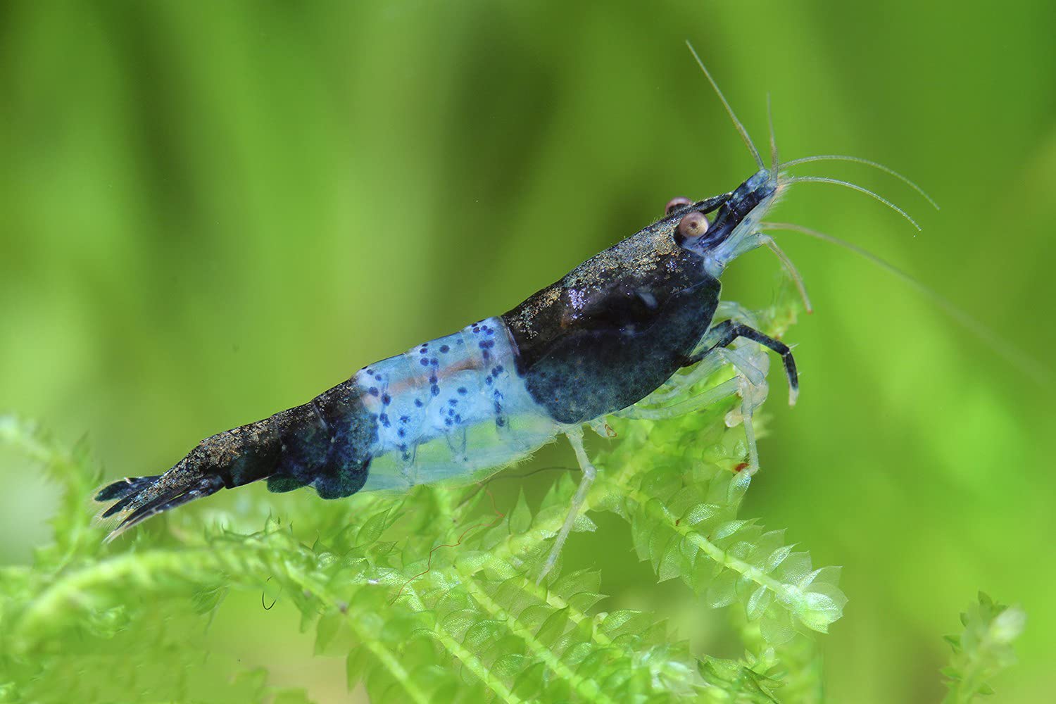Garnelen Einsteigergarnelen Neocaridina davidi - lebend Zwerggarnelen für das Aquarium - 5er Pack, Farbe schwarz/blau
