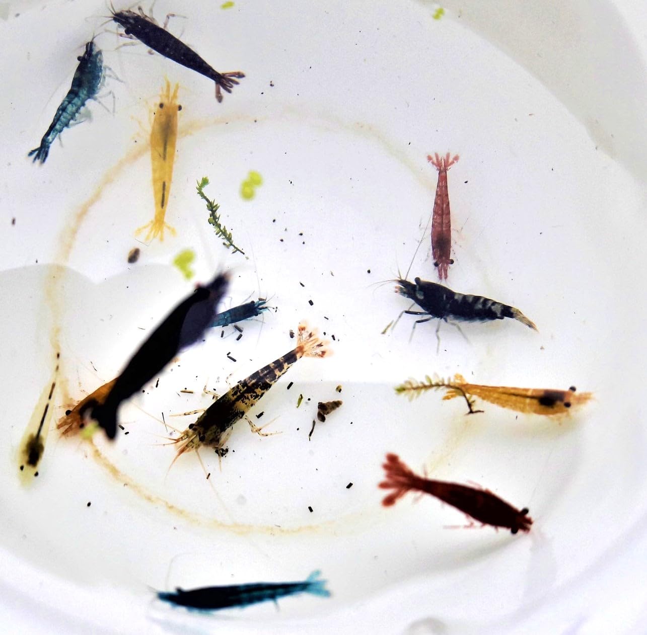 Garnelen Mix Bunte Mischung 10 Stück Shrimpfarm-Frankfurt