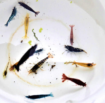 Garnelen Mix Bunte Mischung 10 Stück Shrimpfarm-Frankfurt