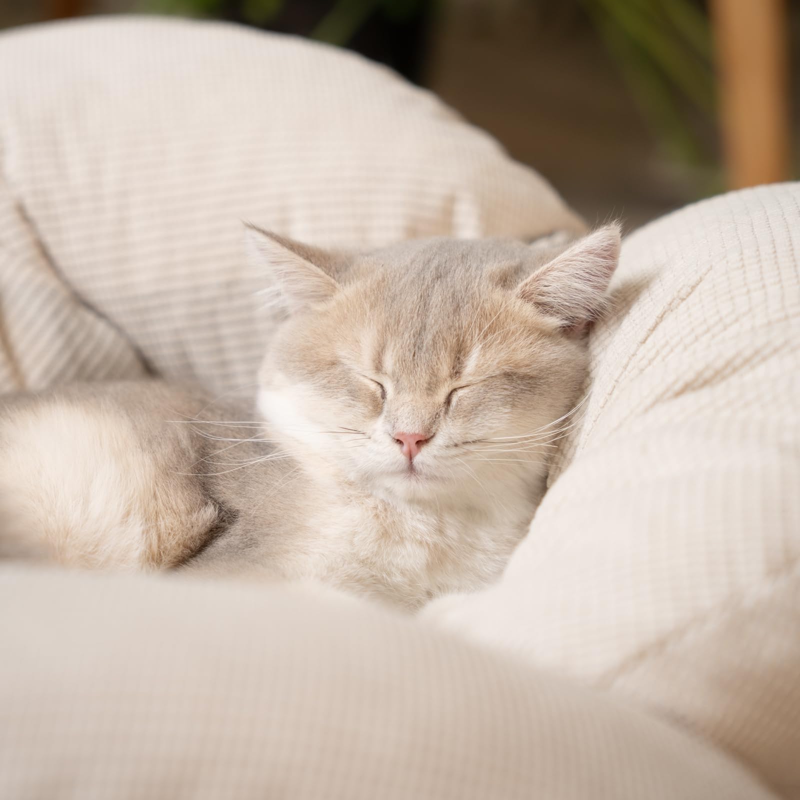 CheerPals Erhöhtes Katzenbett Blumenform, 55cm L&W Großes Katzensofa, Stilvoll Katzenstuhl mit Hochelastischer Weich Kissen, Katzenmöbel zum Schlafen für Alle Katze