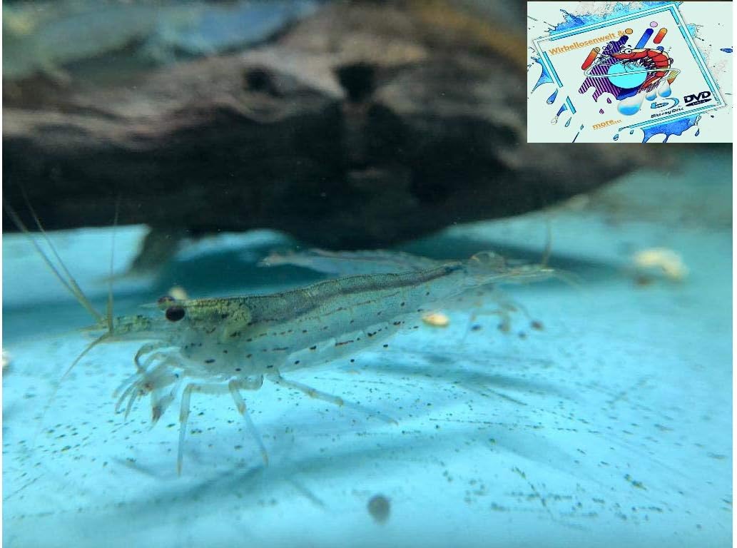 Amano Garnele Caridina multidentata 2-4 cm 10x