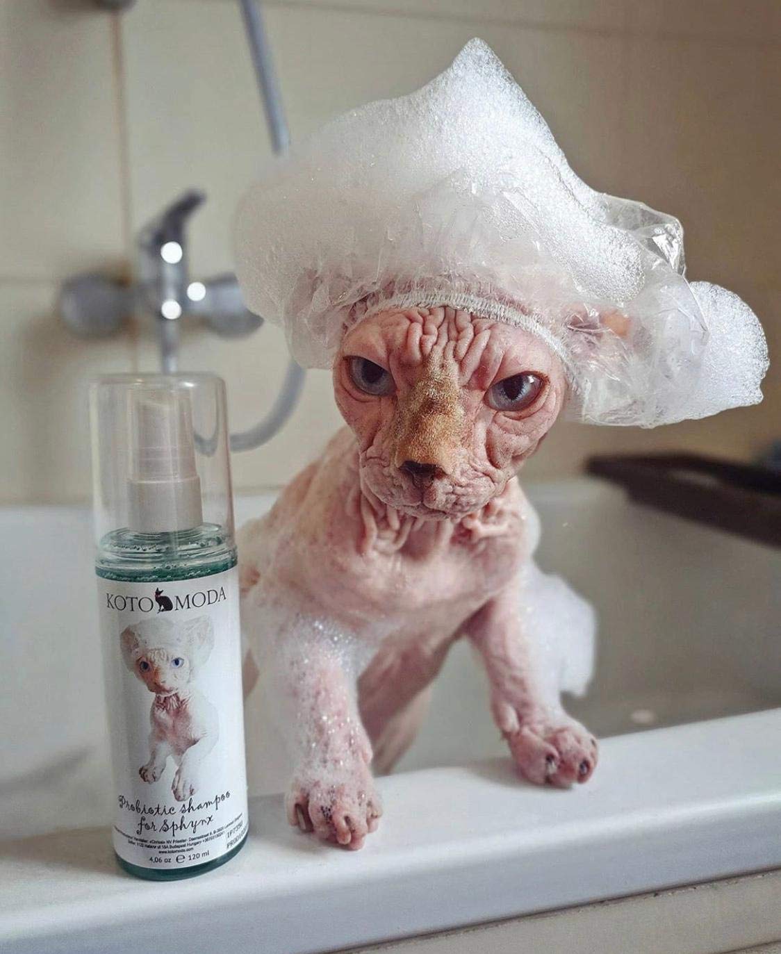 Probiotisches Shampoo für Sphynx-Katzen, sanfter parfümfreier Reiniger für haarlose und kurzhaarige Rassen, pH-balancierte Pflegeformel für empfindliche Haut, 120 ml / 4,06 FL oz