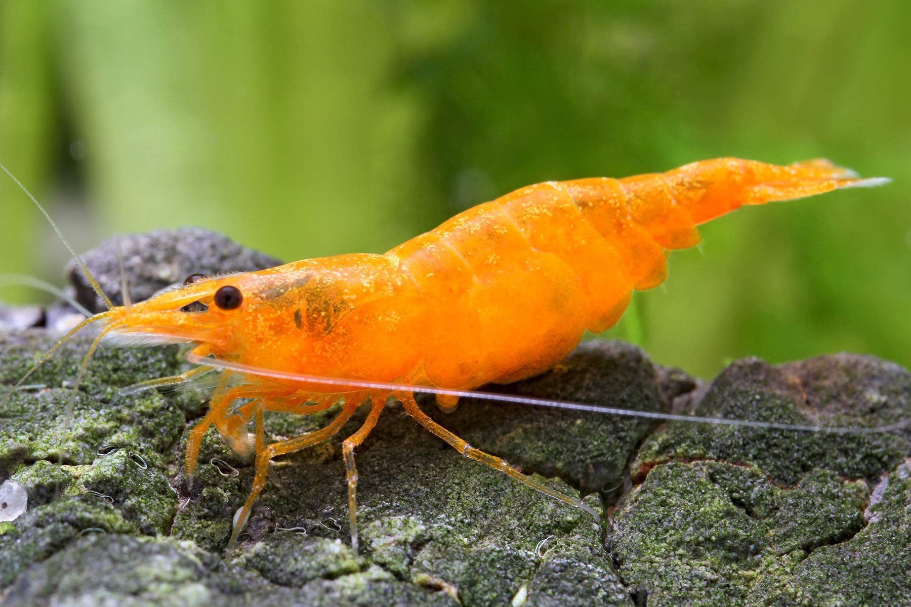 Garnelen Einsteigergarnelen Neocaridina davidi - lebend Zwerggarnelen für das Aquarium - 5er Pack, Farbe schwarz/blau