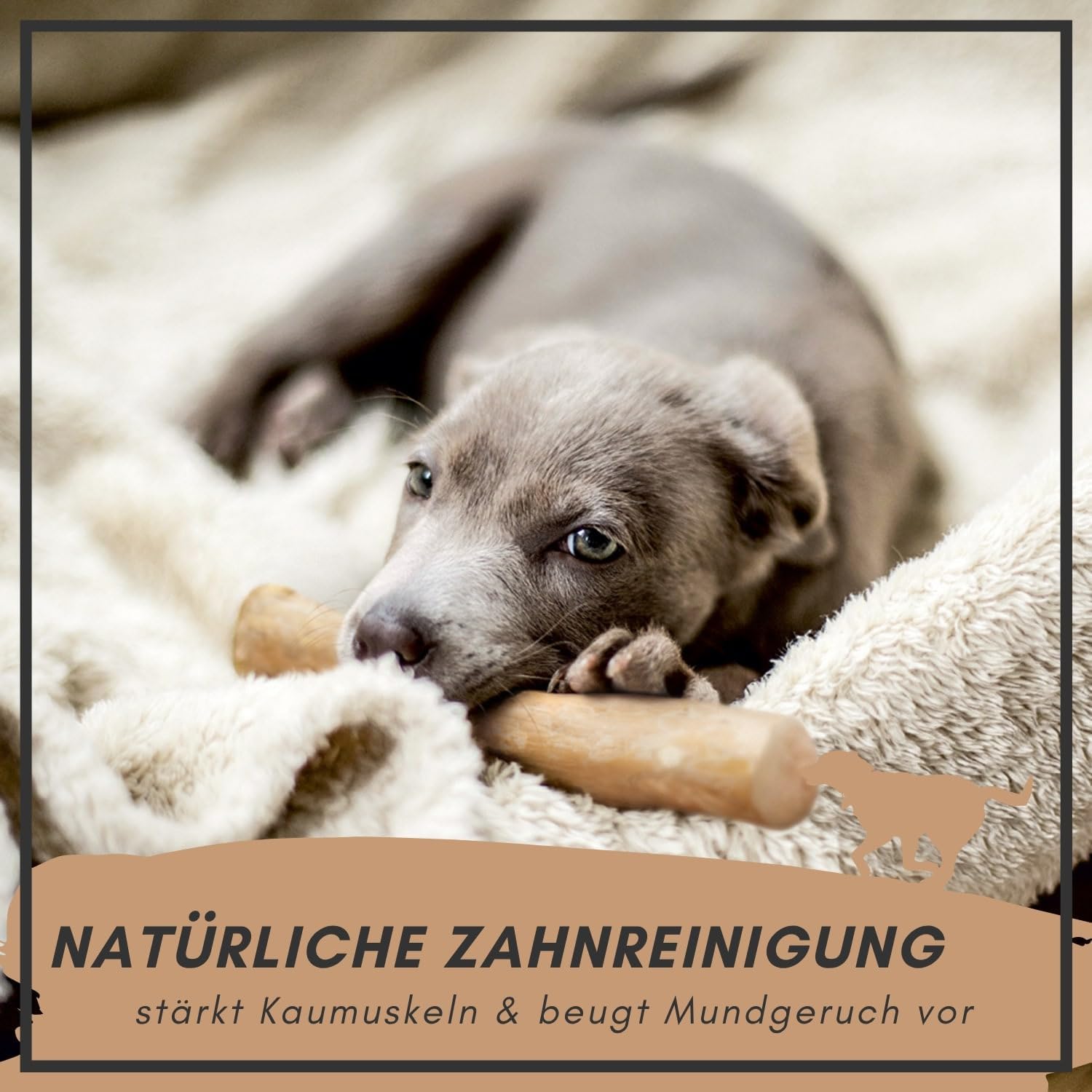Supravit Natürlicher Kauknochen aus Kaffeeholz für Welpen XS | Mehr als EIN Holzstäbchen - spannendes Welpen Kauspielzeug & langanhaltende Beschäftigung | Kaustab Kauholz