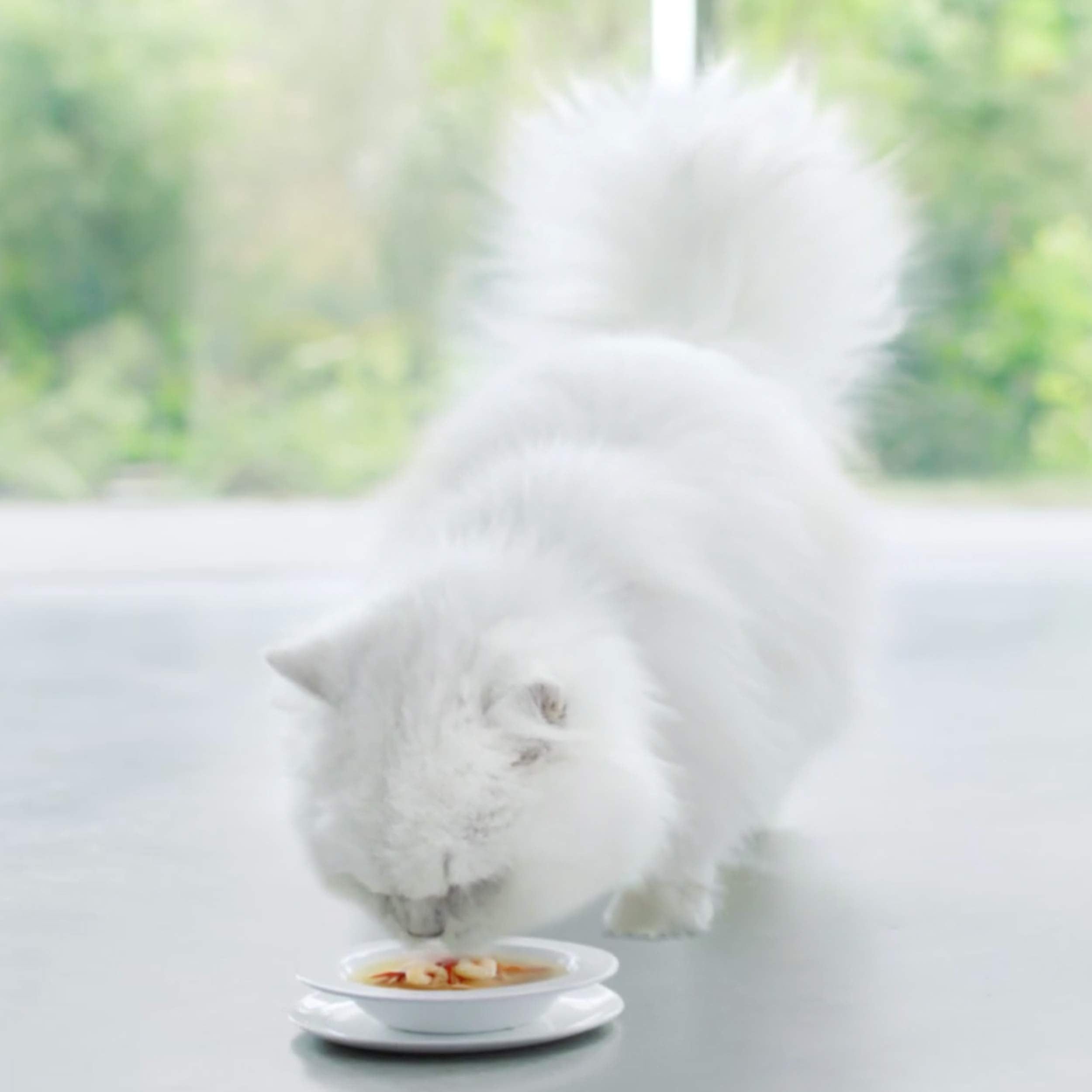 Gourmet Crystal Soup für Katzen mit naturbelassenem Thunfisch und Garnelen, 32er Pack (32 x 40g)