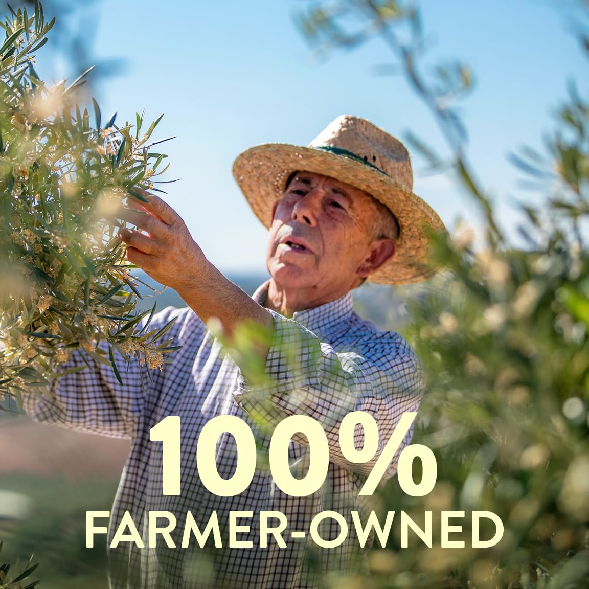 Pompeian Smooth Extra Virgin Olive Oil, Contains Polyphenols, First Cold Pressed, 68 Fl Oz