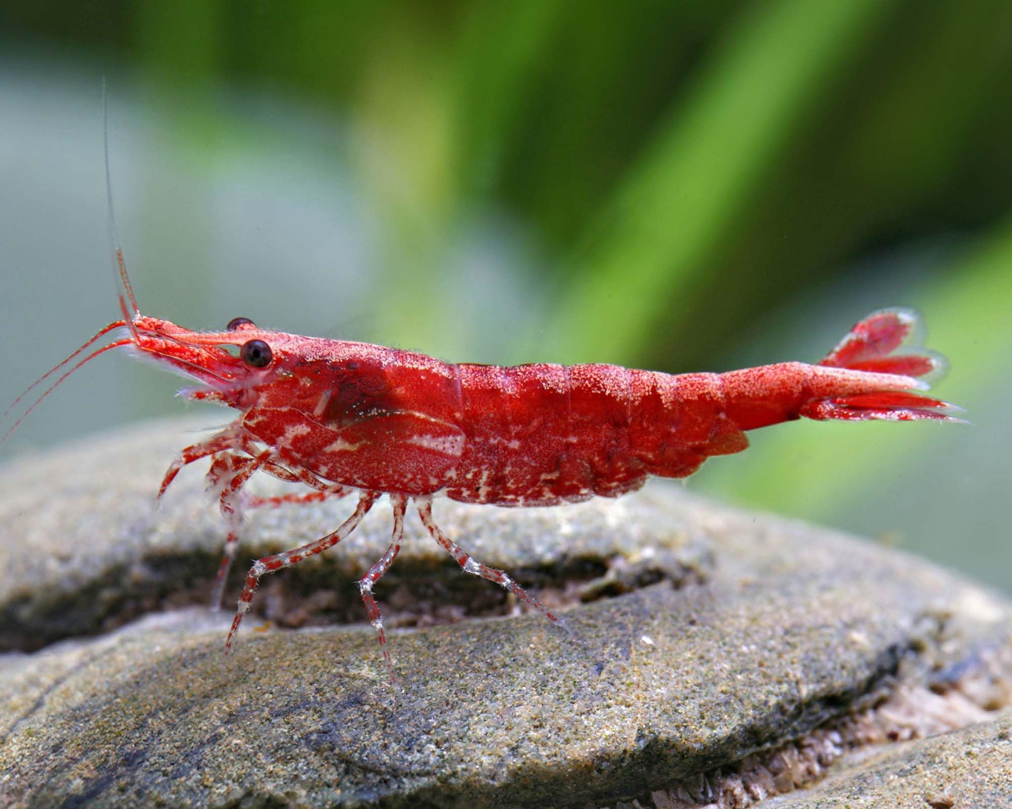 Garnelen Einsteigergarnelen Neocaridina davidi - lebend Zwerggarnelen für das Aquarium - 5er Pack, Farbe schwarz/blau