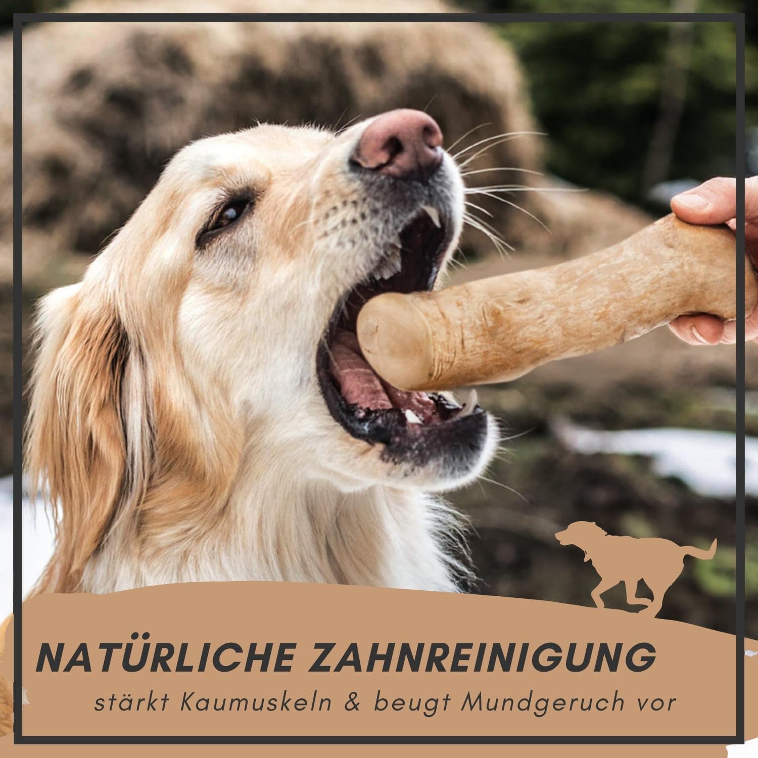 Supravit Natürlicher Kauknochen aus Kaffeeholz für Welpen XS | Mehr als EIN Holzstäbchen - spannendes Welpen Kauspielzeug & langanhaltende Beschäftigung | Kaustab Kauholz
