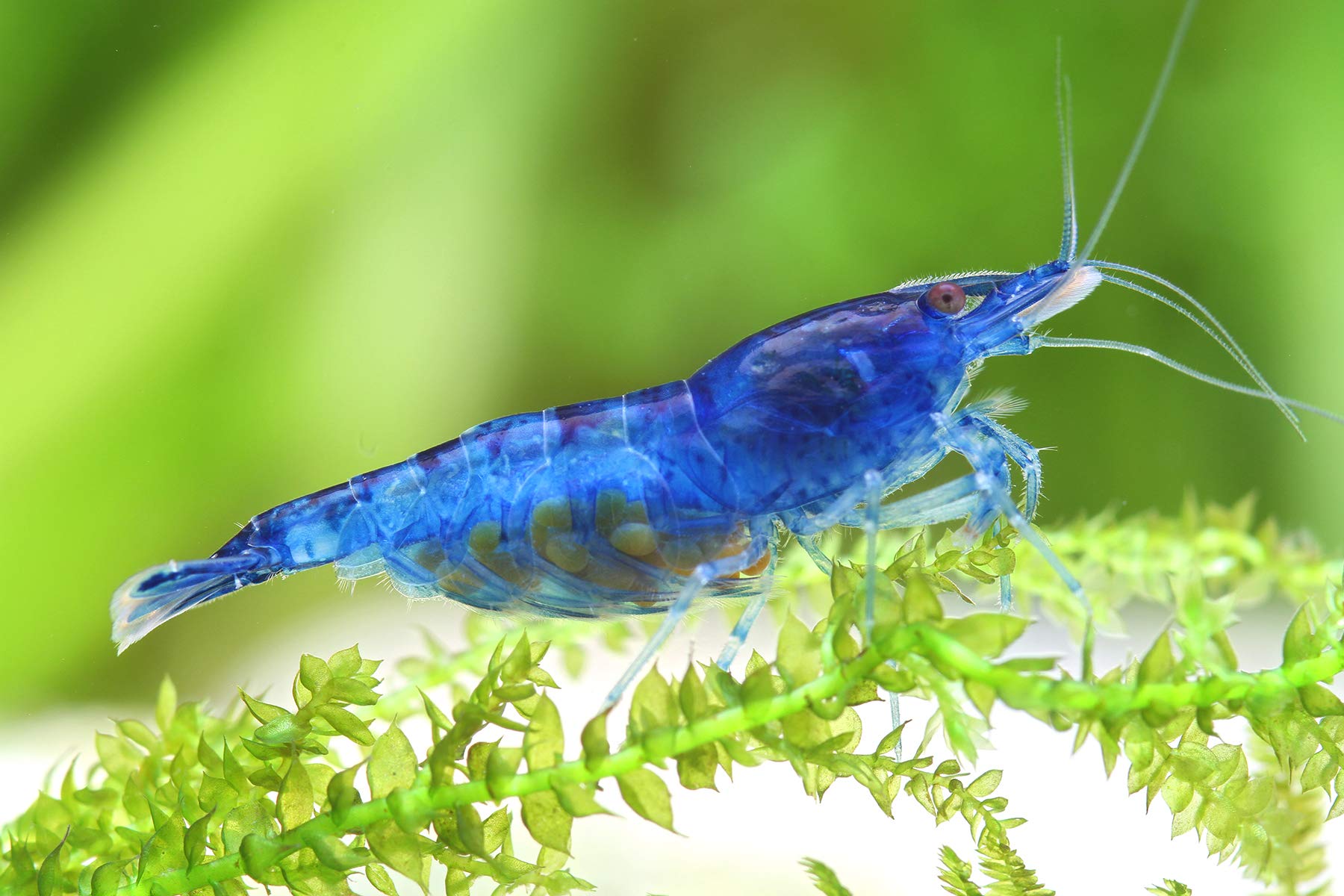 Garnelen Einsteigergarnelen Neocaridina davidi - lebend Zwerggarnelen für das Aquarium - 5er Pack, Farbe schwarz/blau