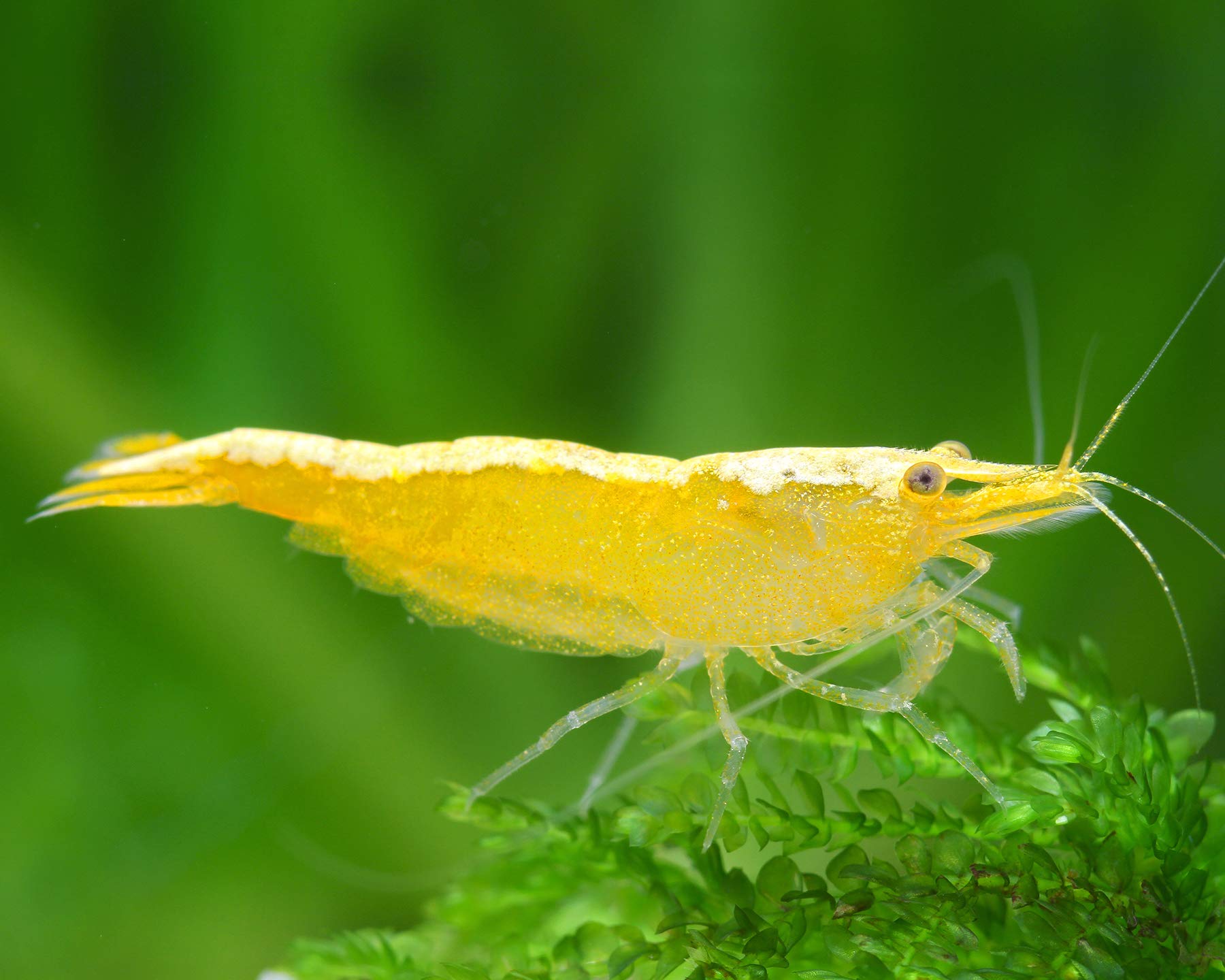 Garnelen Einsteigergarnelen Neocaridina davidi - lebend Zwerggarnelen für das Aquarium - 5er Pack, Farbe schwarz/blau