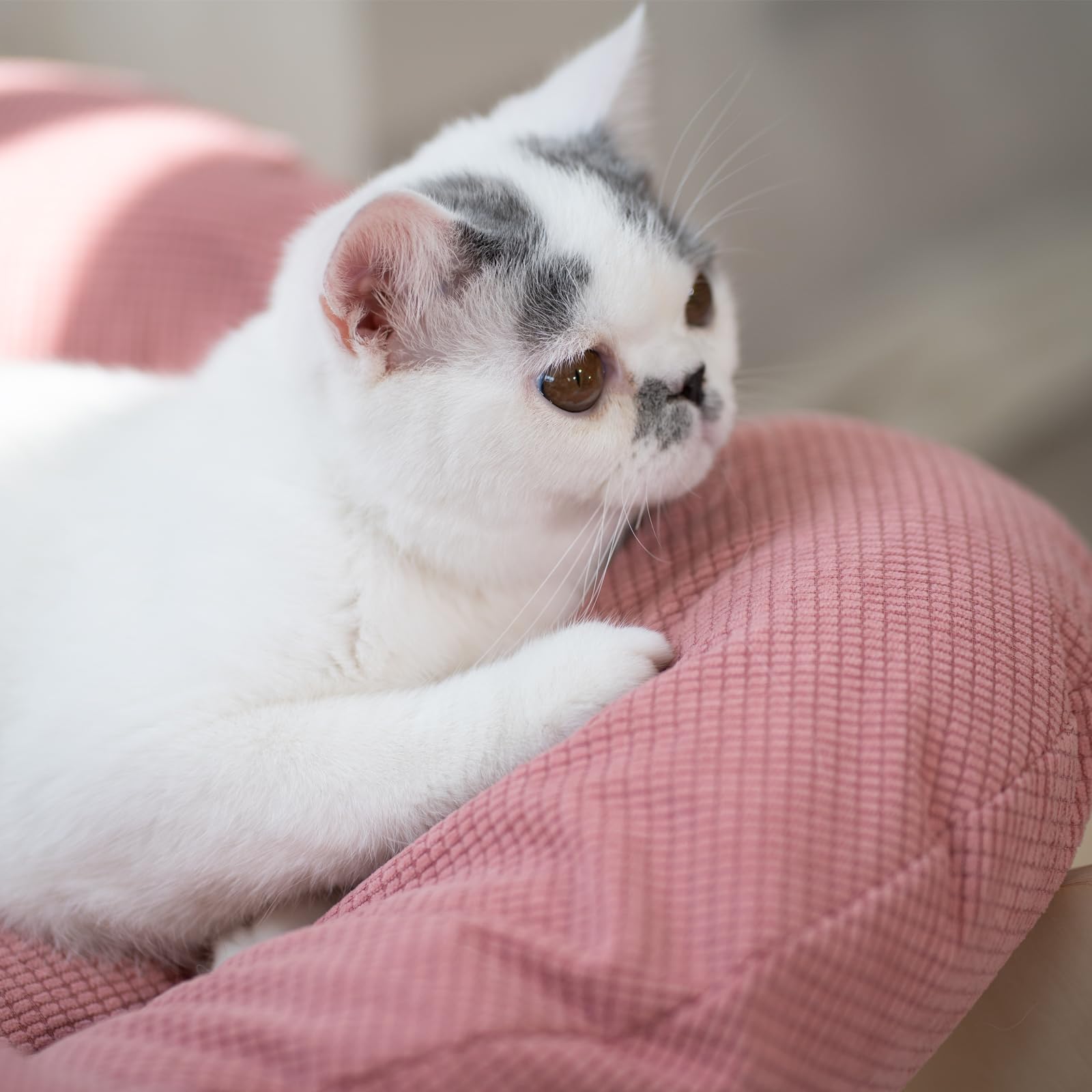 CheerPals Erhöhtes Katzenbett Blumenform, 55cm L&W Großes Katzensofa, Stilvoll Katzenstuhl mit Hochelastischer Weich Kissen, Katzenmöbel zum Schlafen für Alle Katze