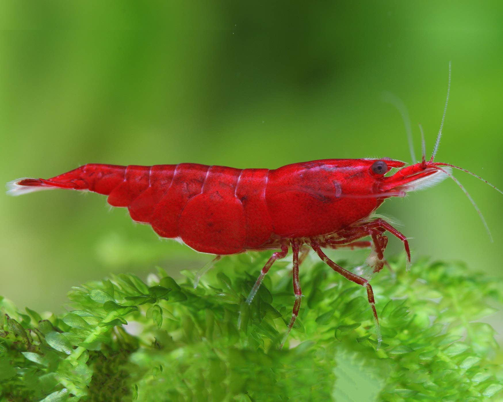Garnelen Einsteigergarnelen Neocaridina davidi - lebend Zwerggarnelen für das Aquarium - 5er Pack, Farbe schwarz/blau