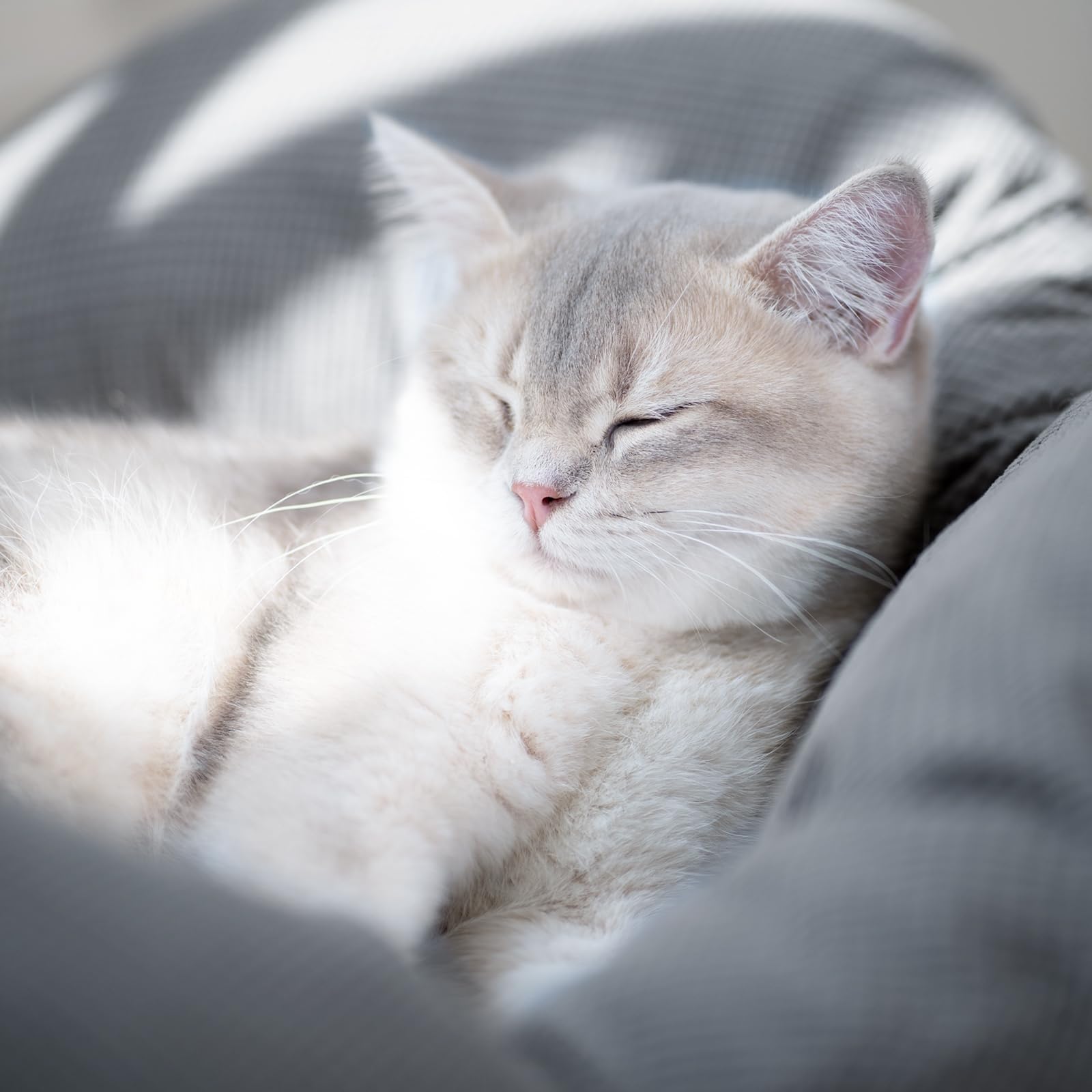 CheerPals Erhöhtes Katzenbett Blumenform, 55cm L&W Großes Katzensofa, Stilvoll Katzenstuhl mit Hochelastischer Weich Kissen, Katzenmöbel zum Schlafen für Alle Katze