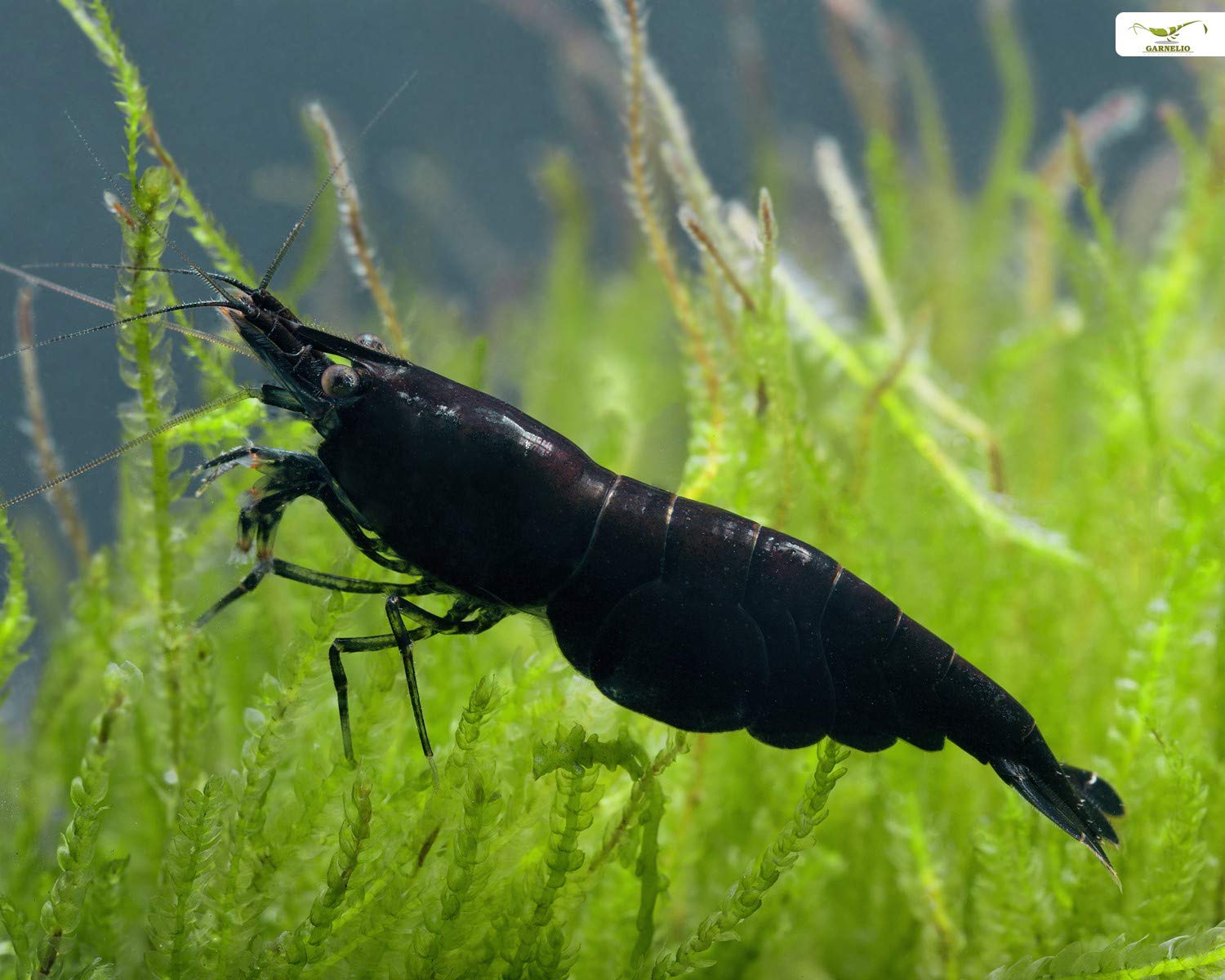 Garnelen Einsteigergarnelen Neocaridina davidi - lebend Zwerggarnelen für das Aquarium - 5er Pack, Farbe schwarz/blau