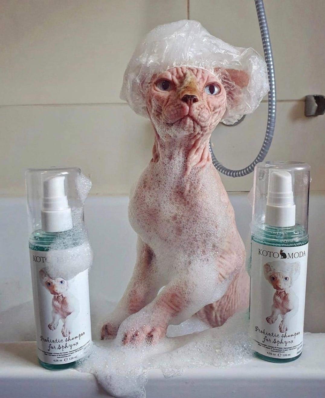 Probiotisches Shampoo für Sphynx-Katzen, sanfter parfümfreier Reiniger für haarlose und kurzhaarige Rassen, pH-balancierte Pflegeformel für empfindliche Haut, 120 ml / 4,06 FL oz
