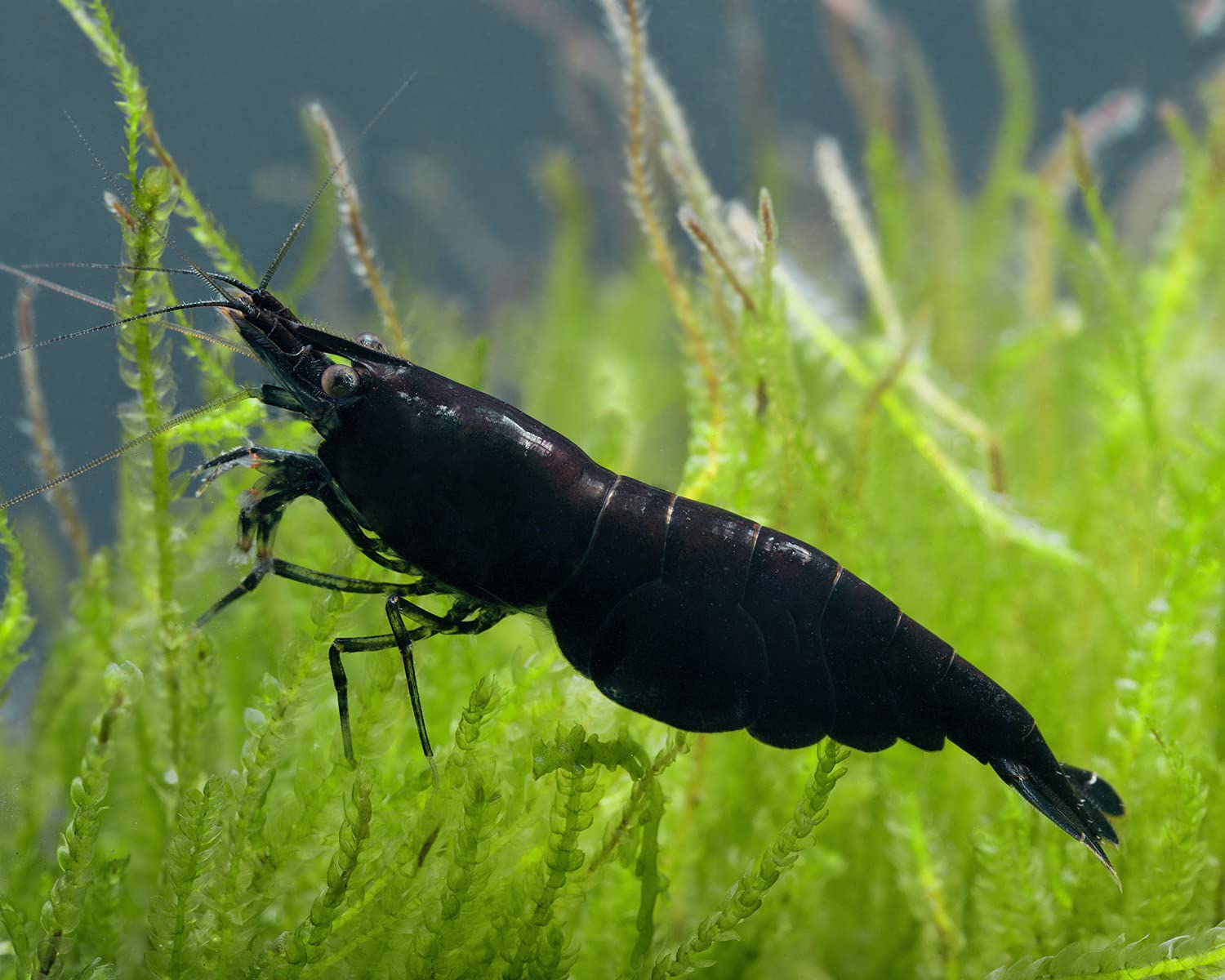 Garnelen Einsteigergarnelen Neocaridina davidi - lebend Zwerggarnelen für das Aquarium - 5er Pack, Farbe schwarz/blau