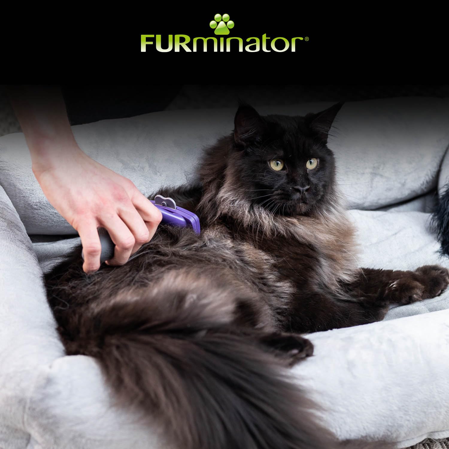 FURminator deShedding Tool Katzen Größe M,L Kurzhaar - Katzenbürste für mittelgroße und große Katzen zur Entfernung der Unterwolle