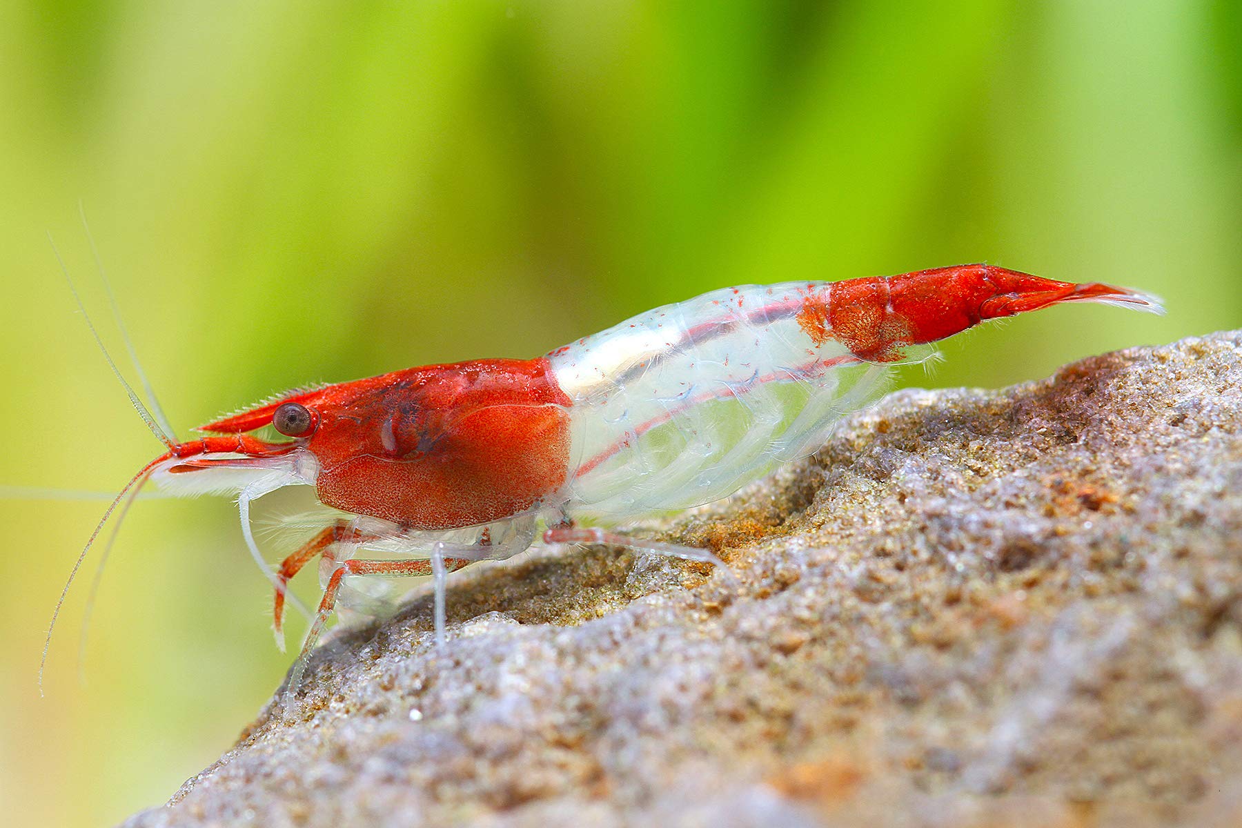 Garnelen Einsteigergarnelen Neocaridina davidi - lebend Zwerggarnelen für das Aquarium - 5er Pack, Farbe schwarz/blau