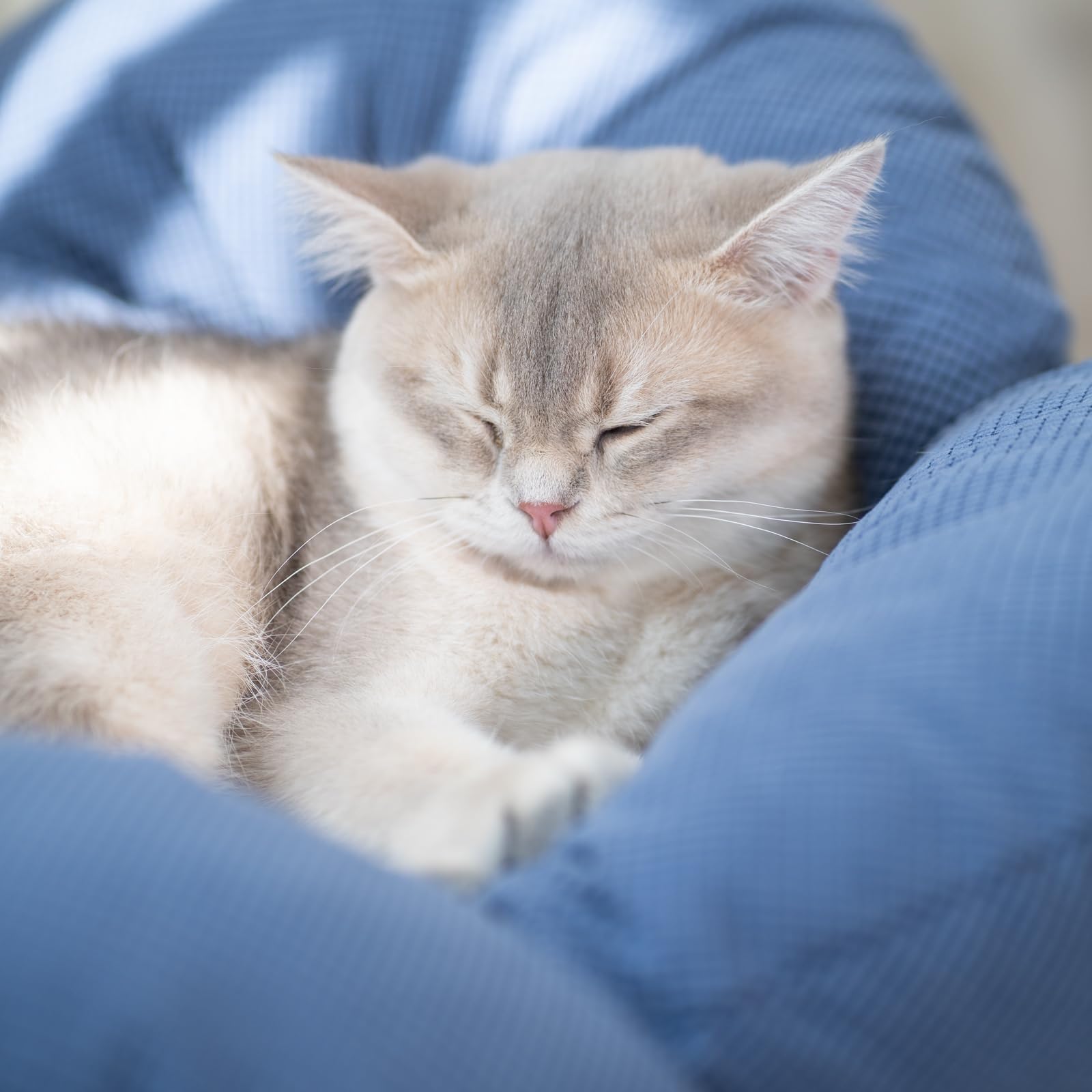 CheerPals Erhöhtes Katzenbett Blumenform, 55cm L&W Großes Katzensofa, Stilvoll Katzenstuhl mit Hochelastischer Weich Kissen, Katzenmöbel zum Schlafen für Alle Katze