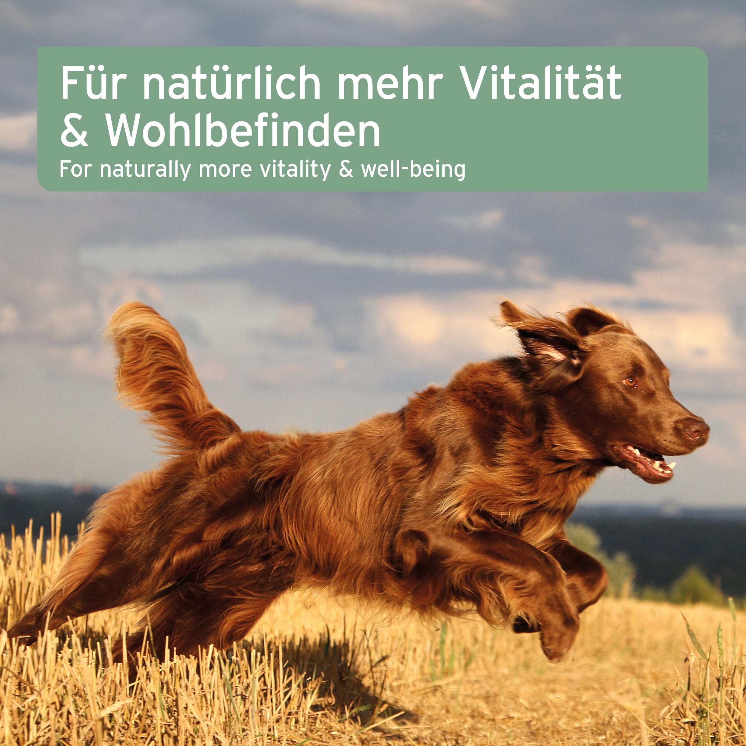 VERGLEICHSSIEGER SEHR GUT 2025 AniForte Lachsöl Hunde 1 Liter – Reich an Omega 3 & 6, Fischöl Hund hochdosiert, echte Lebensmittelqualität ohne Zusätze, frisch abgefüllt in Deutschland