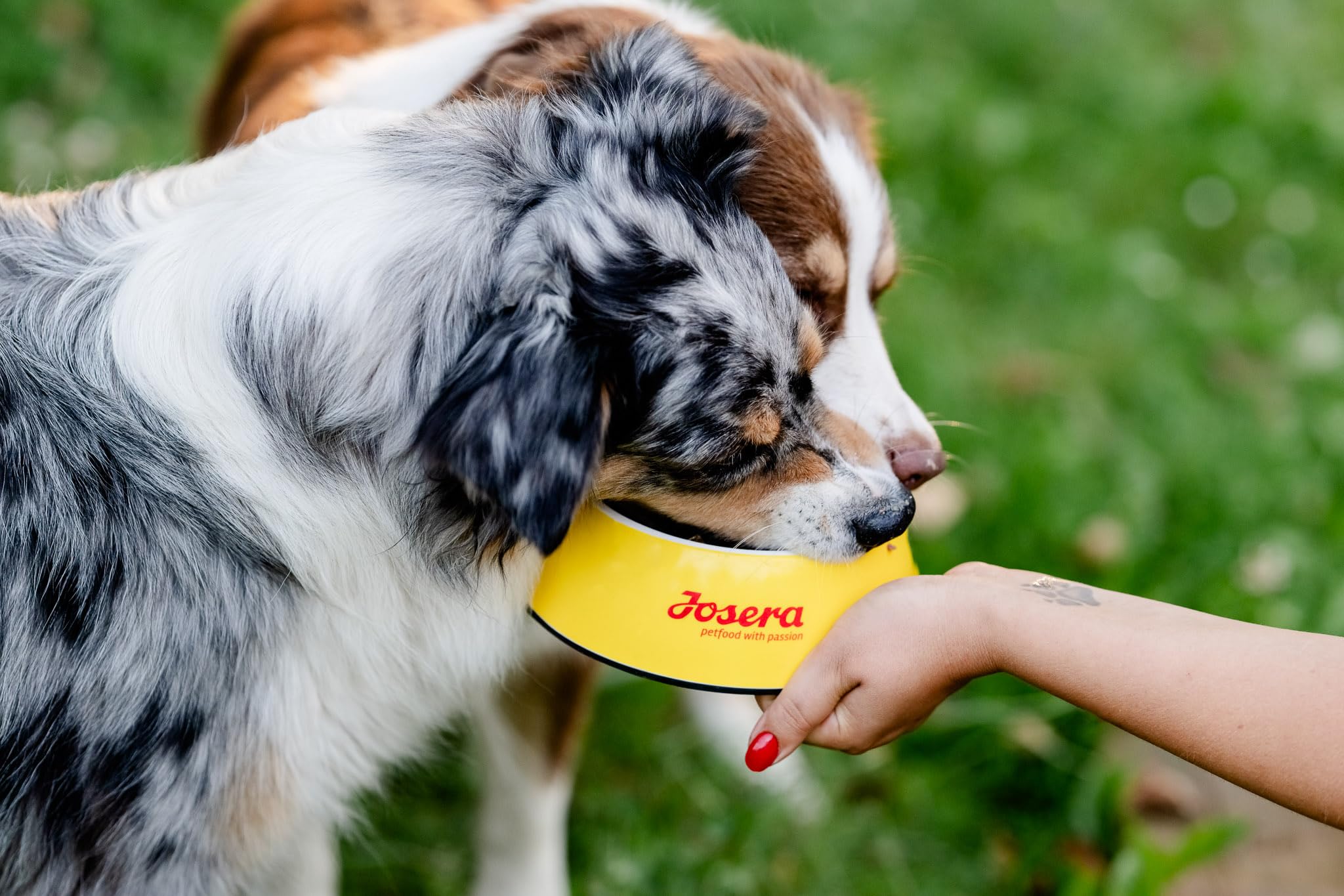 JOSERA Adult Large Optiness Lamm & Reis (1 x 12,5 kg) | Premium Trockenfutter für ausgewachsene Hunde | eiweißreduziert | weizenfrei | wertvolle Fettsäuren | XL-Kroketten gegen Schlingen