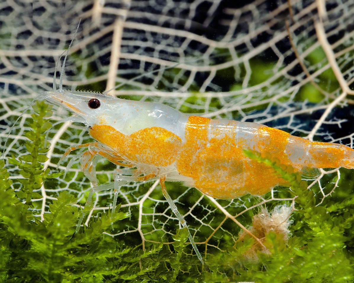 Garnelen Einsteigergarnelen Neocaridina davidi - lebend Zwerggarnelen für das Aquarium - 5er Pack, Farbe schwarz/blau