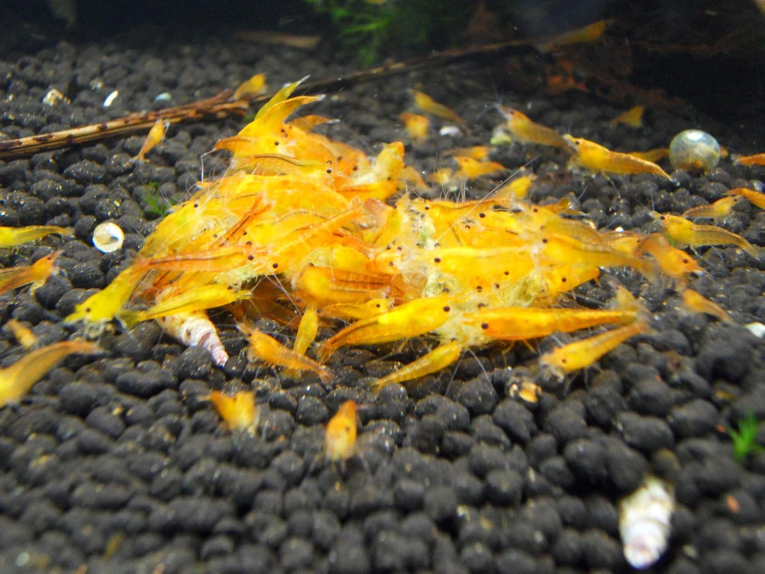 Garnelen Mix Bunte Mischung 10 Stück Shrimpfarm-Frankfurt
