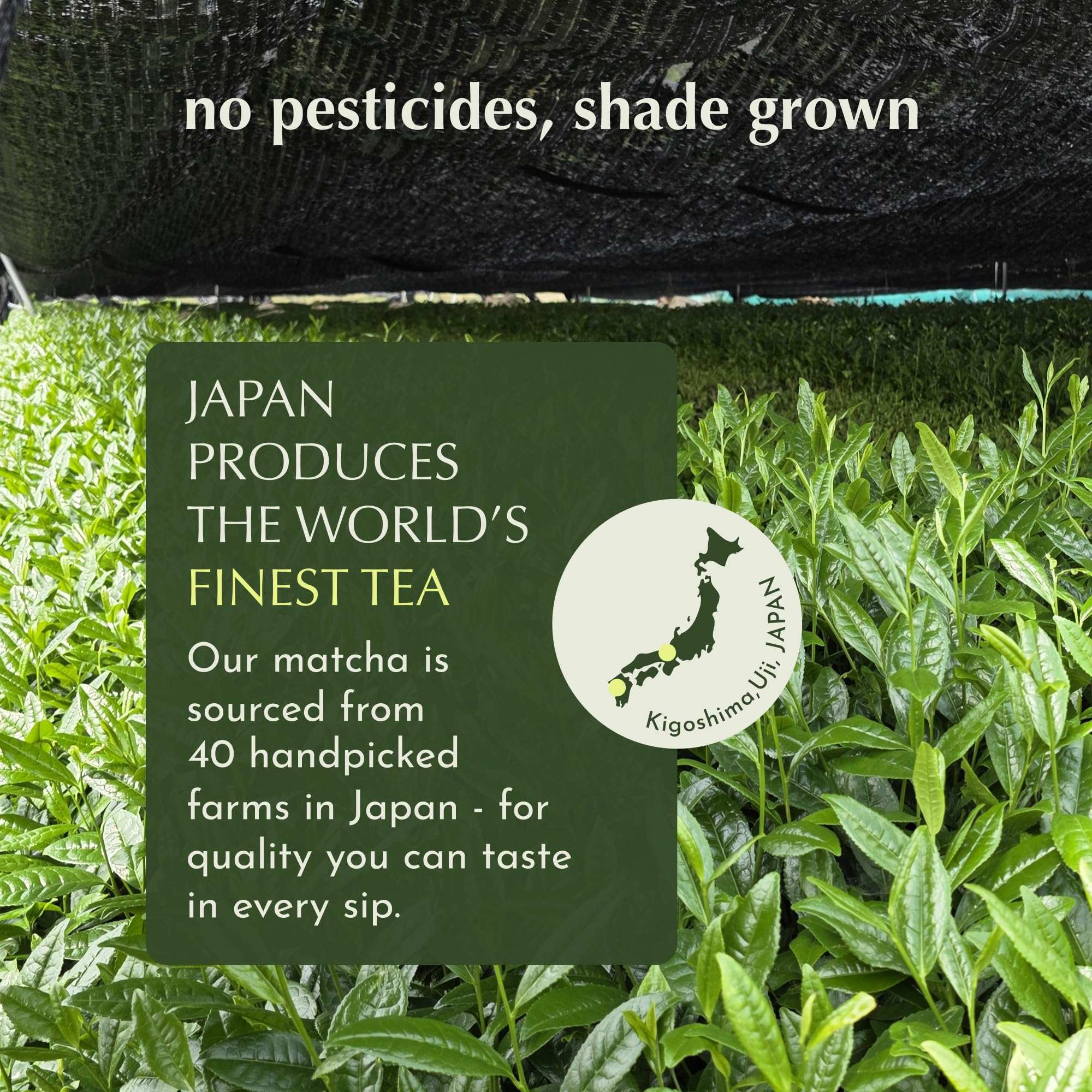Encha Ceremonial Grade Matcha Powder - Organic First Harvest Japanese Matcha Green Tea, Matcha Tea From Uji, Japan (60g/2.12oz)