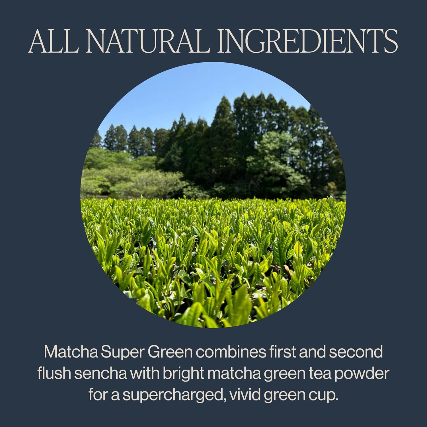Rishi Tea Matcha Super Green Japanese Tea - Organic, Caffeinated Sachet Bags, Umami, Antioxidant-Rich Sencha & Matcha Blend - 50 Count
