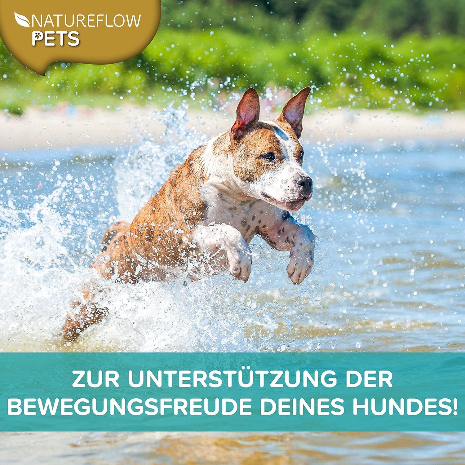 Grünlippmuschel Hund TESTSIEGER - 500g natürliches Grünlippmuschelpulver für Hunde - Unterstützung der Gelenkfunktion - Grünlippmuschel für Hunde mit Hoher Akzeptanz - Grünlippmuschelpulver Hund