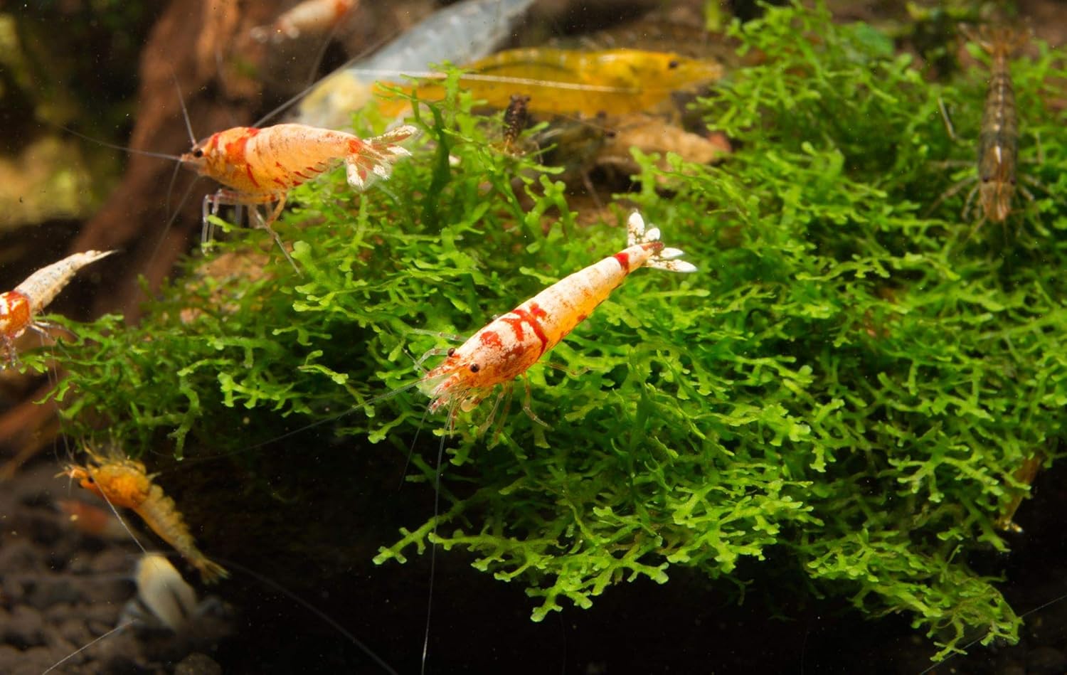 Garnelen Mix Bunte Mischung 10 Stück Shrimpfarm-Frankfurt