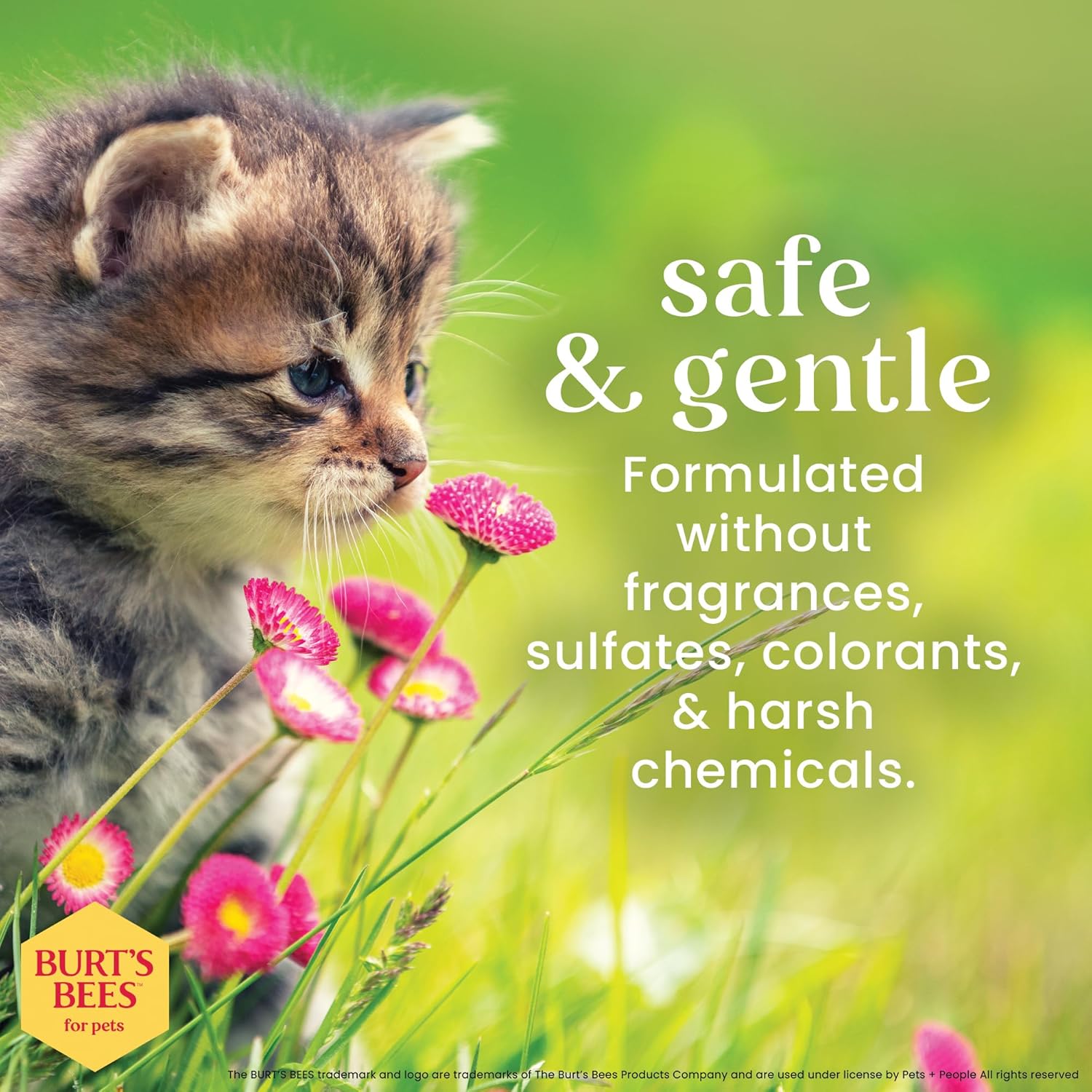 Burt's Bees Tearless Kitten Shampoo with Buttermilk