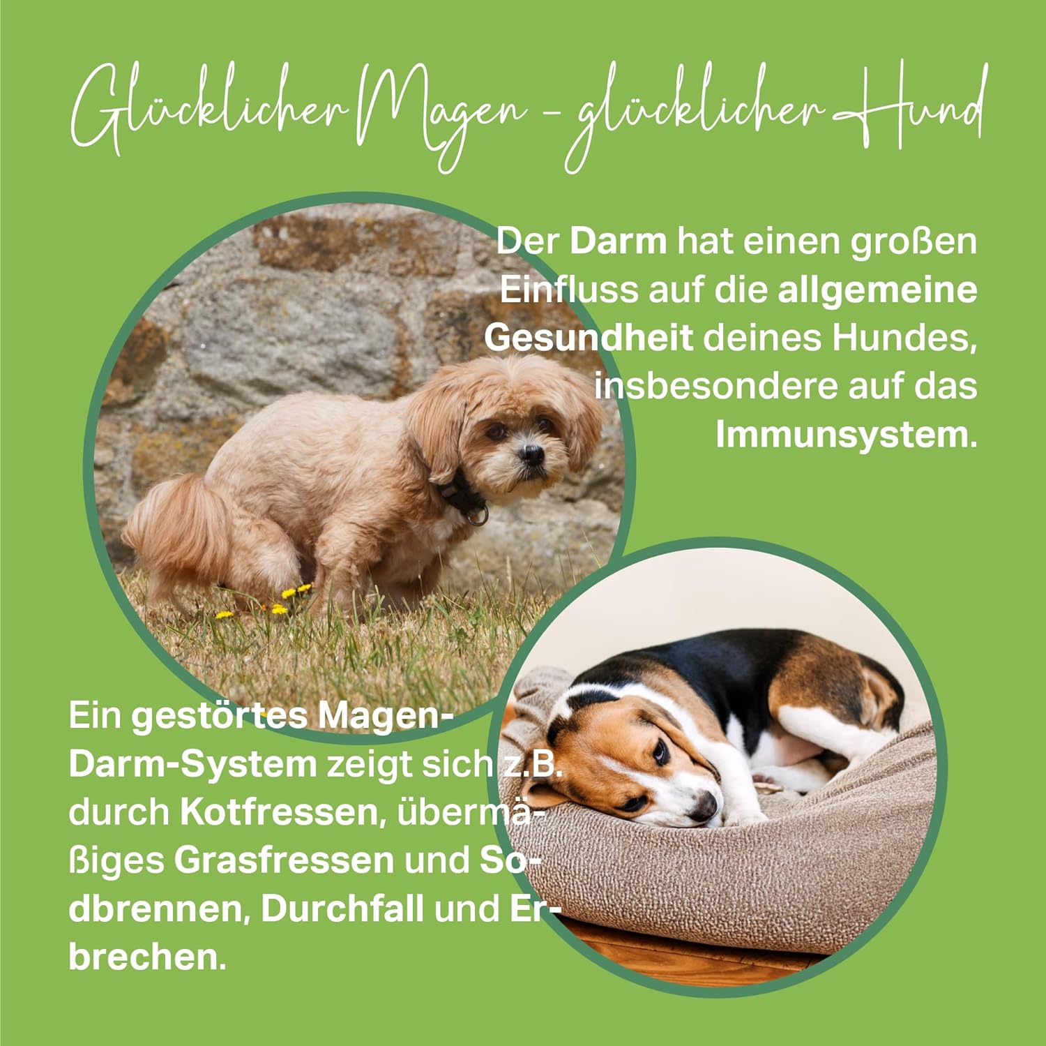 MEDIDOG 500g Premium Ulmenrinden-Paste für Hunde sofort verzehrfertig mit Slippery Elm Bark | unterstützt eine gesunde Verdauung & Normale Kotkonsistenz