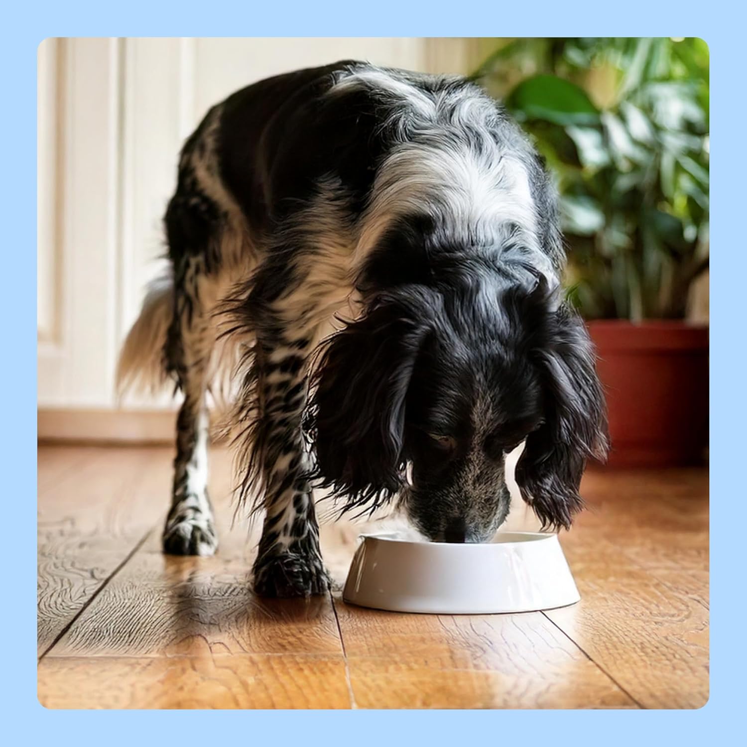 by Amazon Nassfutter für Hunde, Pastete Gemischt, 300g, 20er-Pack