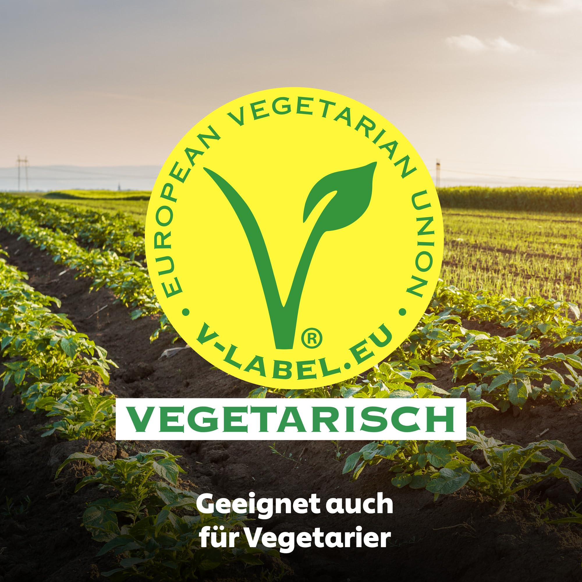 Lukull Sauce Lukull Hollandaise besonders cremige Sauce zu Spargel, Gemüse, Fleisch und Fisch, 250 ml tafelfertige Sauce 12 Stück