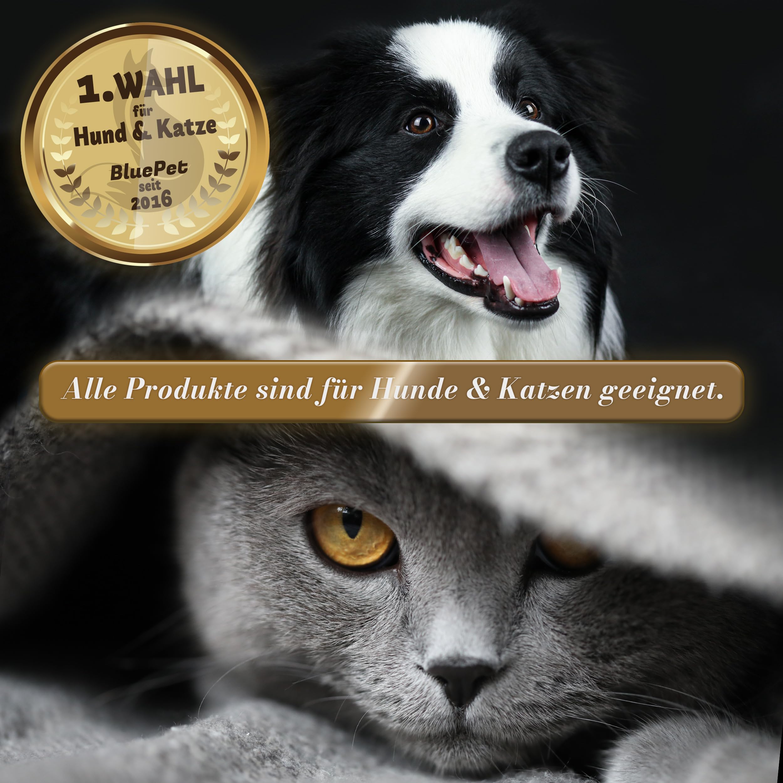 BluePet Krallenschere mit Schutz für Hunde & Katzen I Einsteigerfreundlich I Krallenzange für kleine & große Krallen + Krallenfeile im Griff - Alternative zu Nagelschere & Krallenschleifer