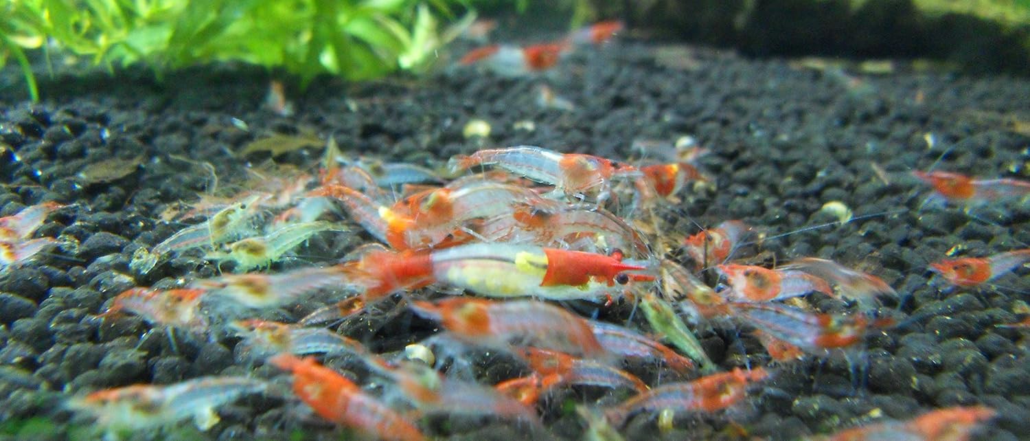 Garnelen Mix Bunte Mischung 10 Stück Shrimpfarm-Frankfurt