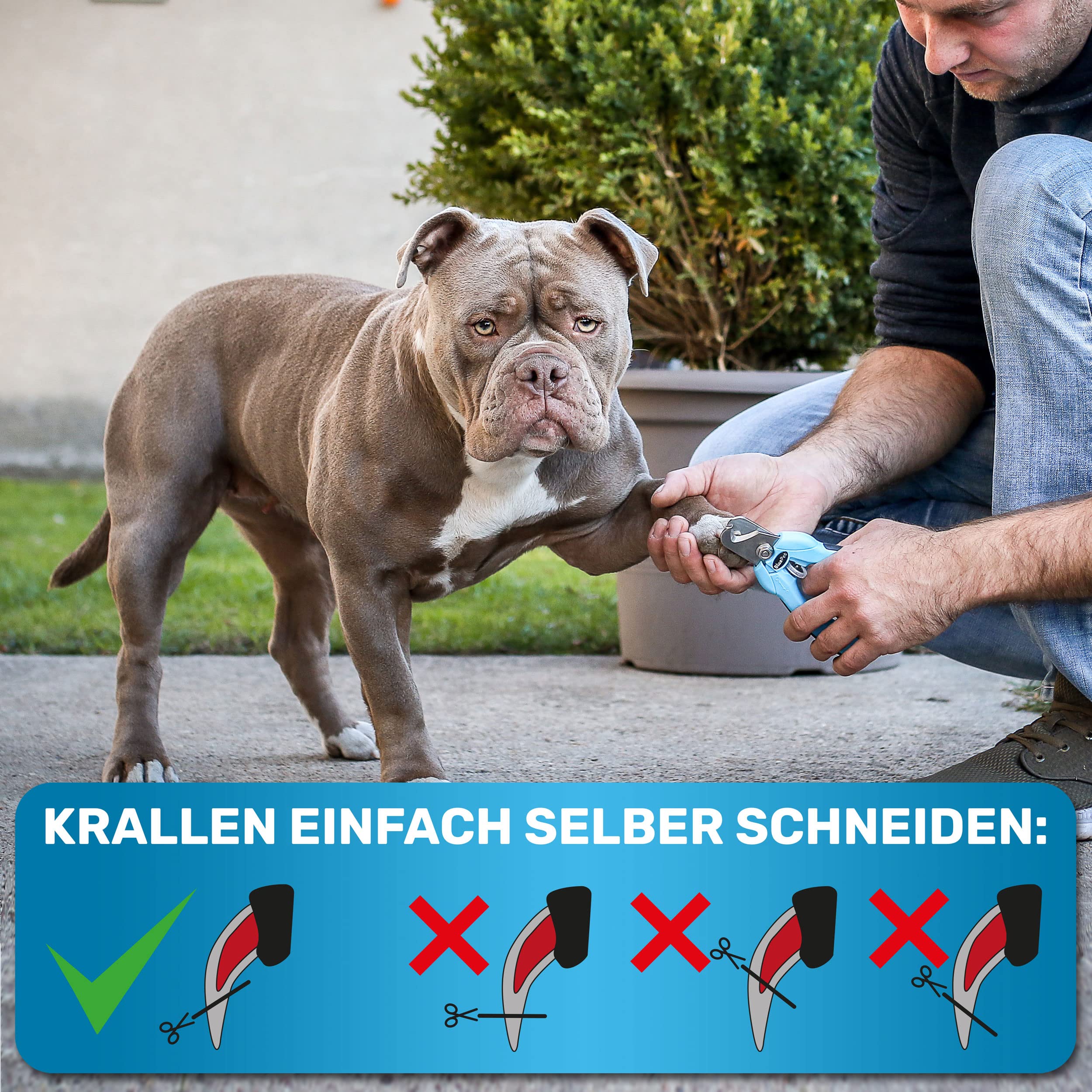 BluePet Krallenschere mit Schutz für Hunde & Katzen I Einsteigerfreundlich I Krallenzange für kleine & große Krallen + Krallenfeile im Griff - Alternative zu Nagelschere & Krallenschleifer