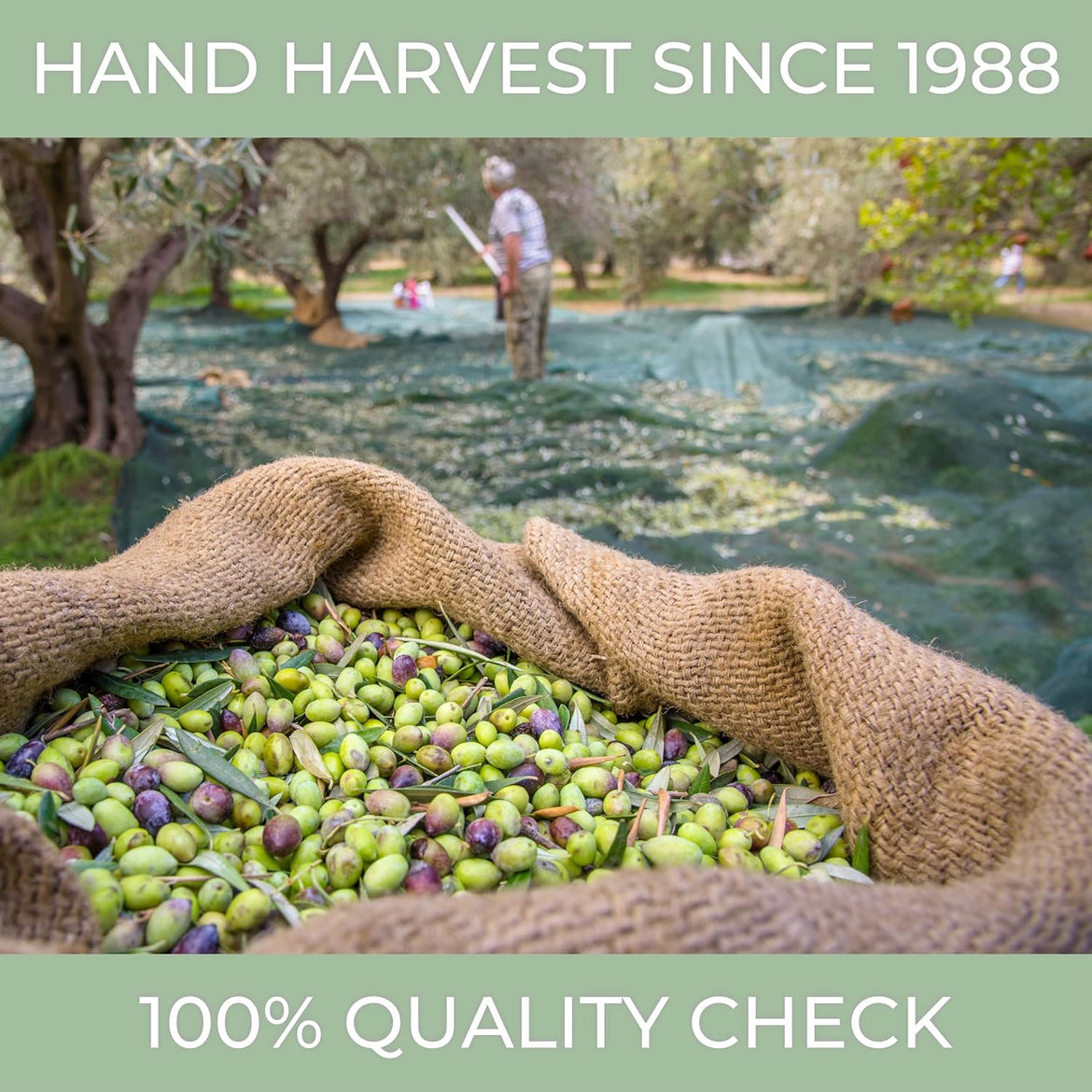 N°1 Drinking Extra Virgin Olive Oil - Italian Olive Oil from Italy 2025 Gold Awards Winner - 514 mg/kg High in Polyphenols evoo - 100% Unrefined and Cold pressed evoo for Drinking and Finishing Use